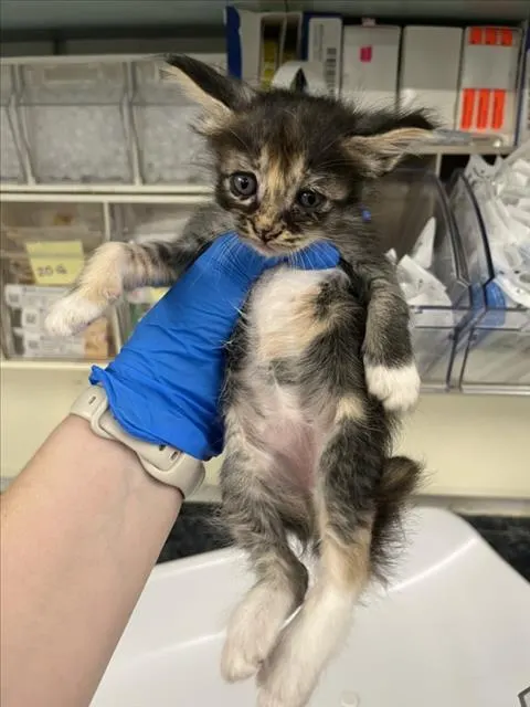 Adoptable Cat