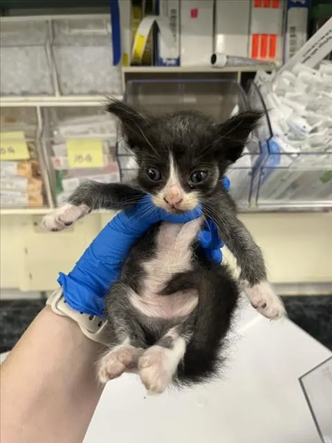 Adoptable Cat