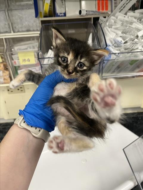 Adoptable Cat