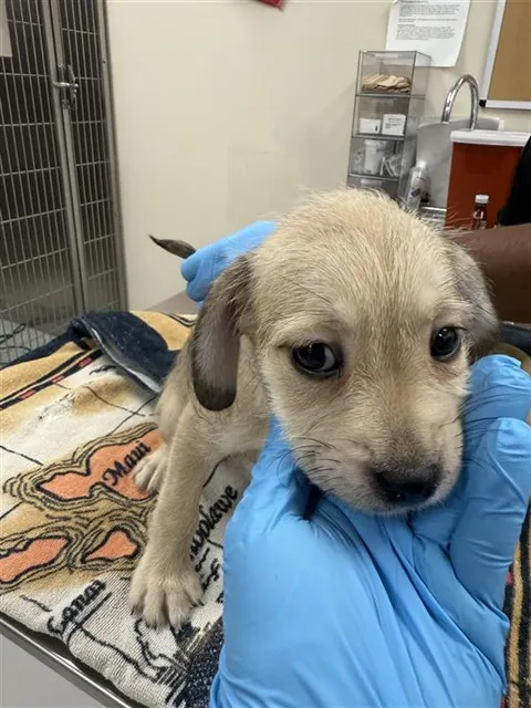 *Piper