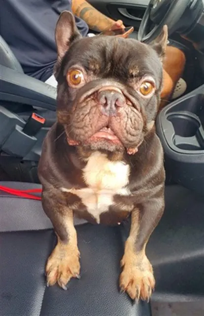 Adoptable Dog