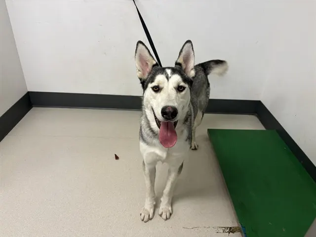 Adoptable Dog