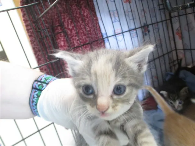 Adoptable Cat