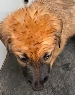 Adoptable Dog
