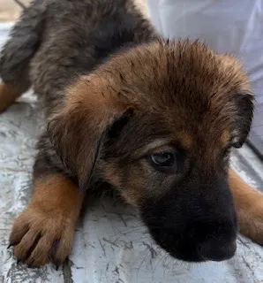 Adoptable Dog