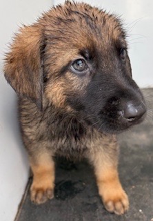 Adoptable Dog