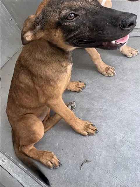 Adoptable Dog