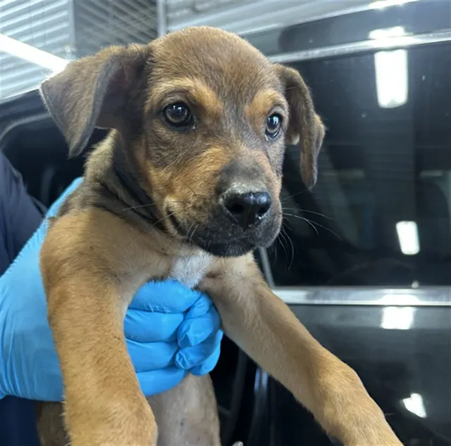 Adoptable Dog