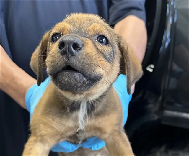 Adoptable Dog