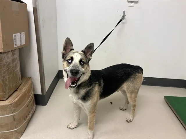 Adoptable Dog