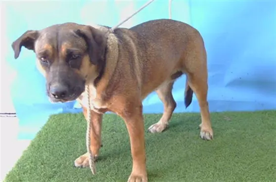 Adoptable Dog
