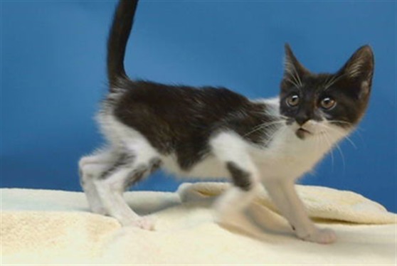 Adoptable Cat