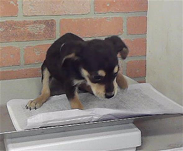 Adoptable Dog