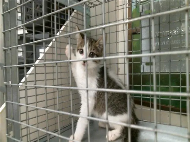 Adoptable Cat