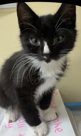 Adoptable Cat