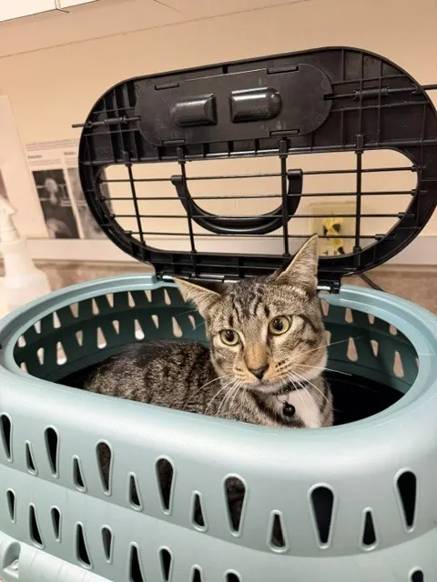 Adoptable Cat