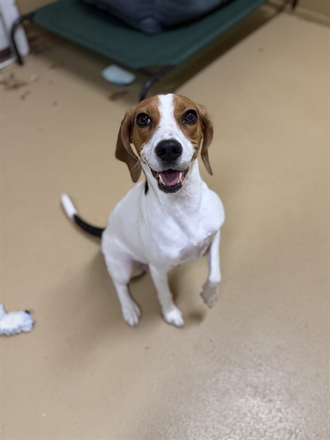 Adoptable Dog