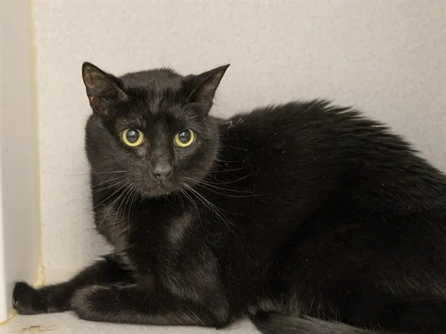 Binx
