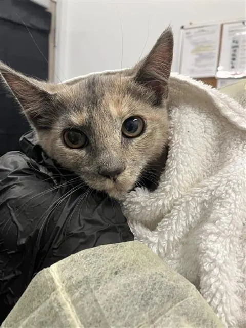 Adoptable Cat