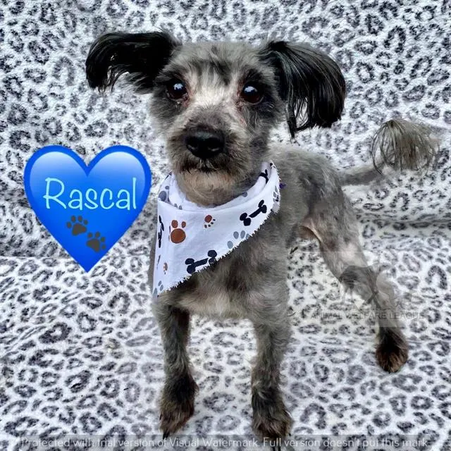 Rascal