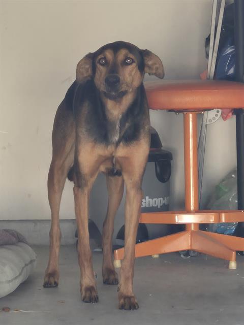 Adoptable Dog