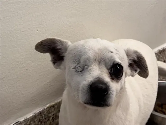 Puppers