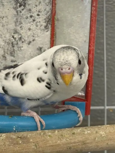 Birdie