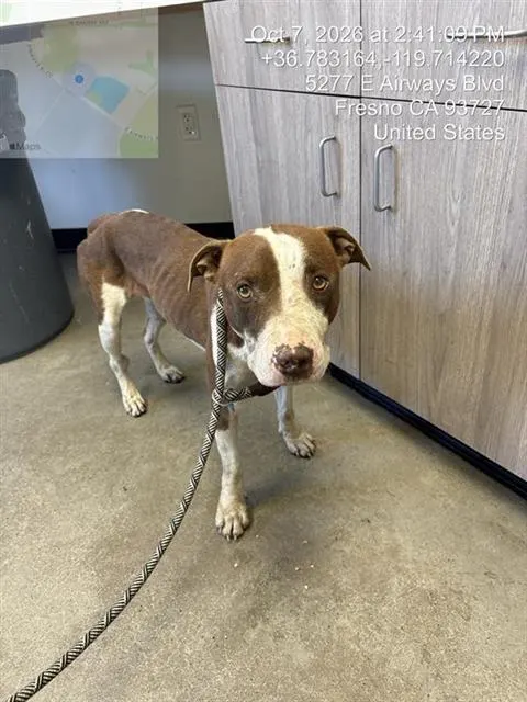 Adoptable Dog