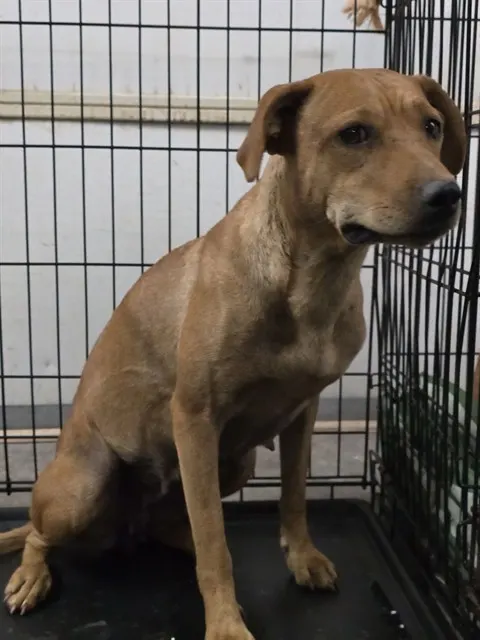 Adoptable Dog