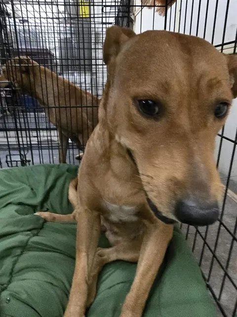 Adoptable Dog
