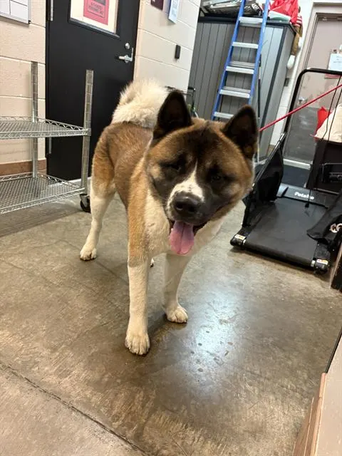 Kuma