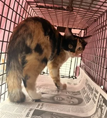 Adoptable Cat