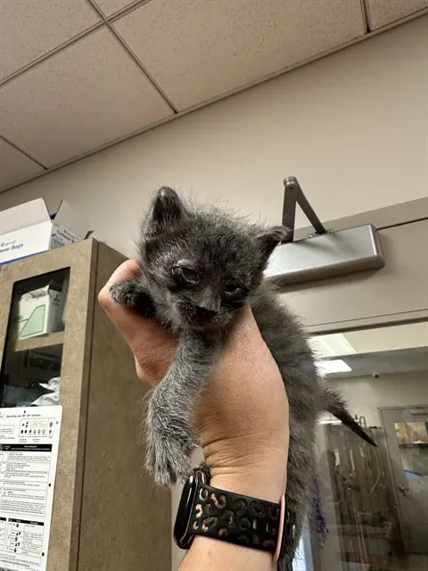 Adoptable Cat