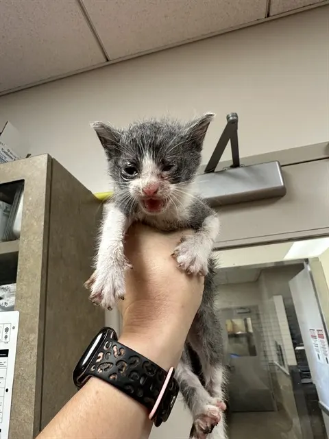Adoptable Cat