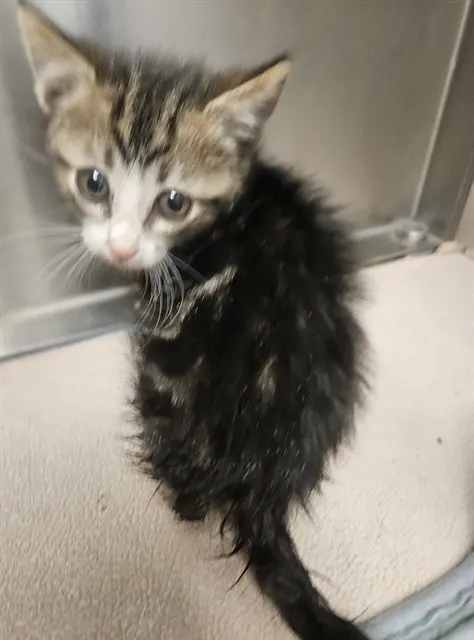 Adoptable Cat