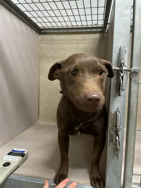 Adoptable Dog