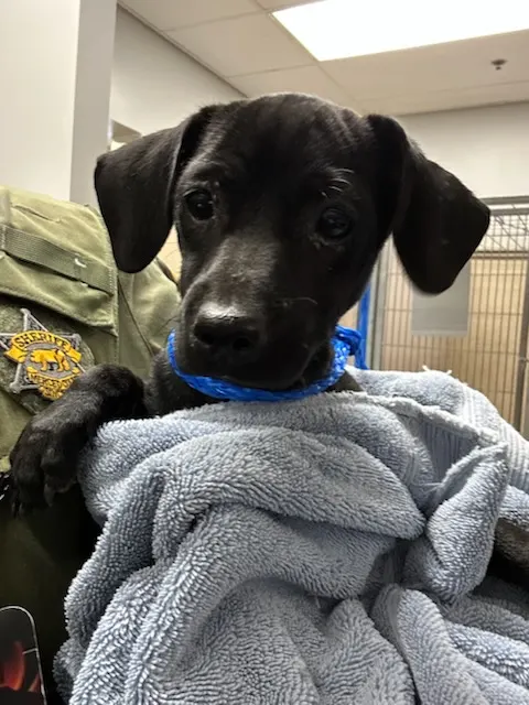 Adoptable Dog
