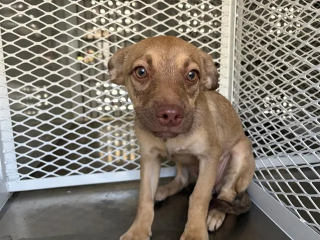 Adoptable Dog