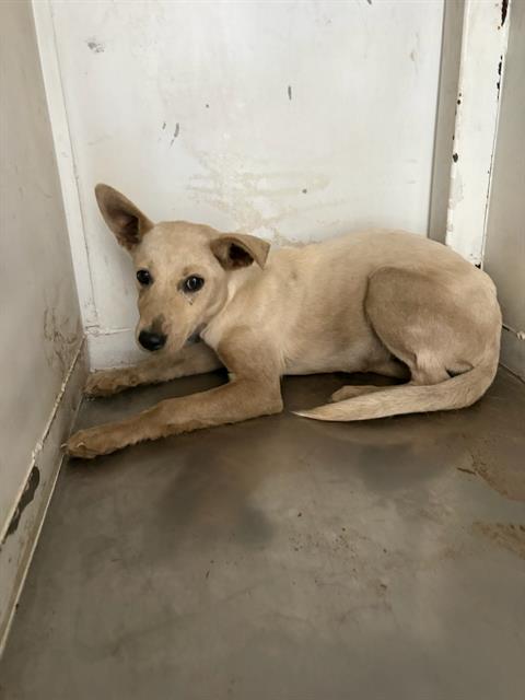 Adoptable Dog