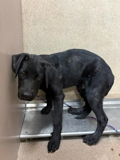 Adoptable Dog