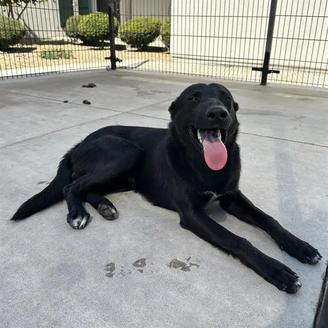 Adoptable Dog