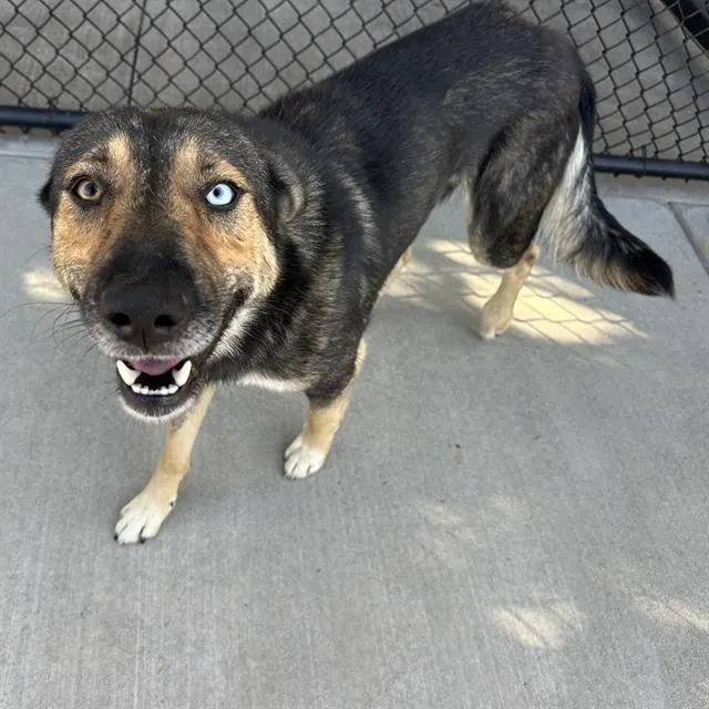 Adoptable Dog