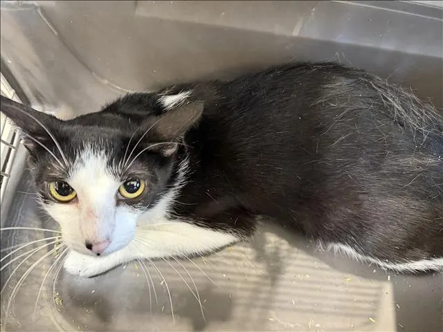 Benny