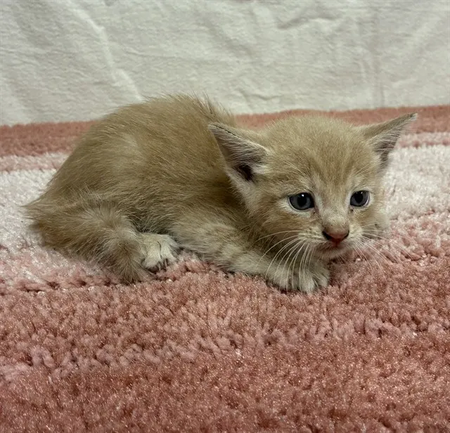 Tabasco