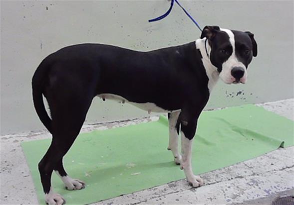 Perla