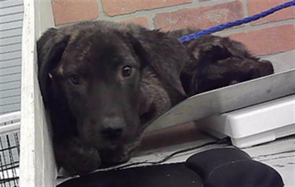 Adoptable Dog