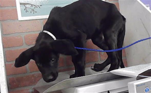 Adoptable Dog