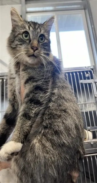 Kimchi