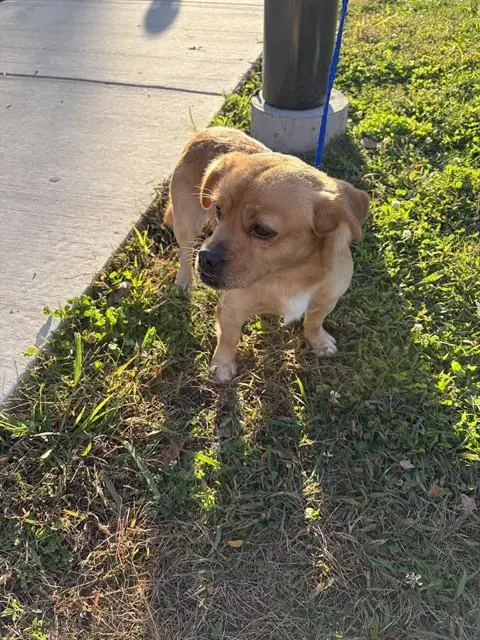 Adoptable Dog