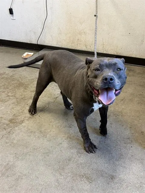 Adoptable Dog